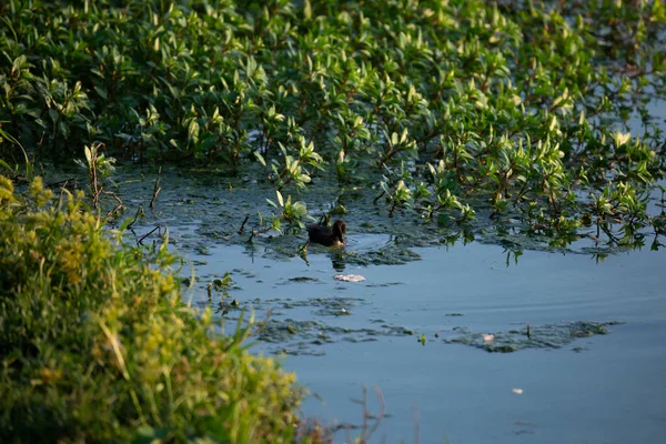 Ördek yavrusu yiyecek bulmak için yoğun yaprakların arasında geziniyor.