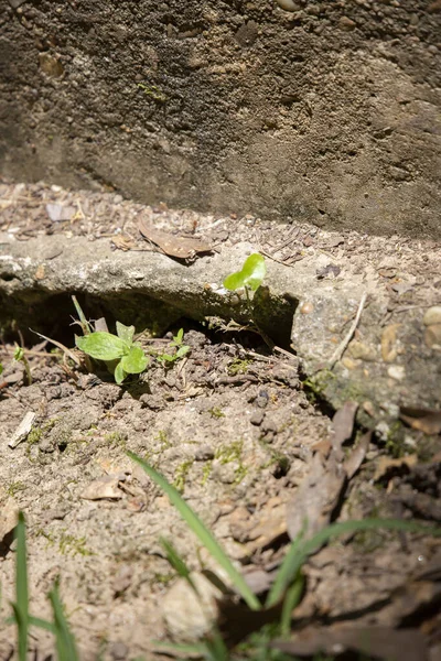 Bord Une Dalle Béton Contre Saleté Sèche — Photo