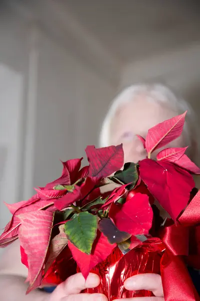 Mulher Segurando Bonito Poinsettia Vermelho Sua Casa — Fotografia de Stock