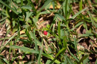 Taze kesilmiş çimenlerde yetişen tek kırmızı dut.