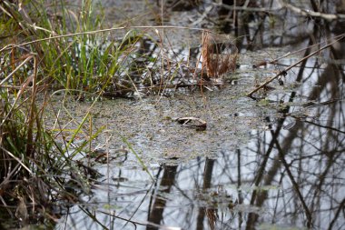 Bataklığın kenarında büyüyen uzun otlar.