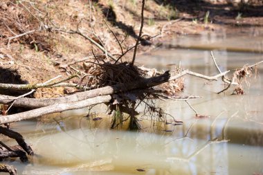 Çam kamışı kaplı ağaç dalları kısmen bir dere boyunca düştü.