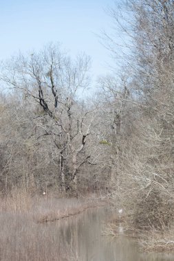 Çalıların ve ağaçların arasından akan bataklık suyu akıntısı