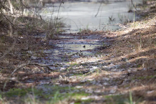 Flache Pfütze Mitten Wald — Stockfoto