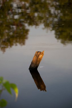 Sel sularından zar zor çıkan kırık bir tahta direk.