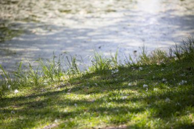 Bulanık bir göl kıyısında yeşil çimenler büyüyor.