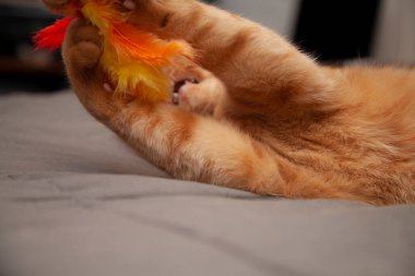 Altın kedi havada oyuncağını kapıyor.
