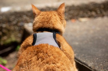 Koşumlu genç sarı kedi çimento geçidine doğru yürüyor.