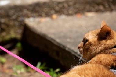 Koşumlu ve pembe tasmalı genç bir kedi çimento geçidine doğru yürüyor.