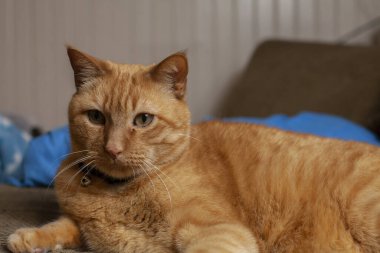 Sarı bir kediye yaklaş Düşünceli bir şekilde geleceğe bak