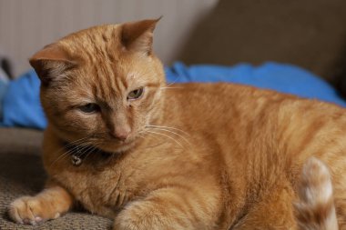 İçeride oynayan sarı bir kediye yaklaş.