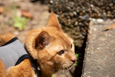 Koşumlu genç sarı kedi dışarıda yerde yatıyor.