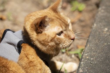 Koşumlu genç sarı kedi dışarıda yerde yatıyor.