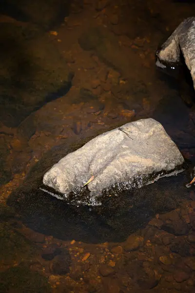 Insecte Aquatique Reposant Sur Une Roche Dans Ruisseau Peu Profond — Photo