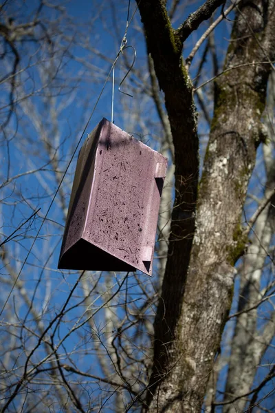 Böcek Yakalamak Için Dişbudak Ağacına Tuzak Kurmuşlar — Stok fotoğraf