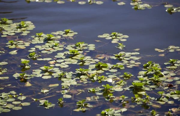 Salvinia Planta Asfixia Vida Superficie Lago — Foto de Stock