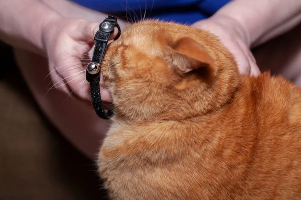 Grande Gato Dourado Ter Seu Colarinho Preto Substituído — Fotografia de Stock