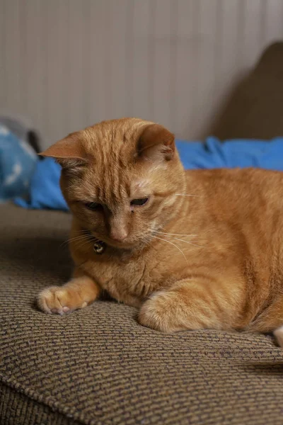 Close Van Een Gele Kat Spelen Binnen — Stockfoto