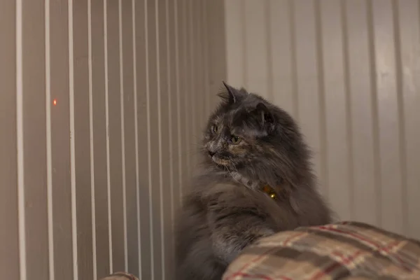 Longhair Grey Cat Watching Red Dot Yellow Wall — Stock Photo, Image