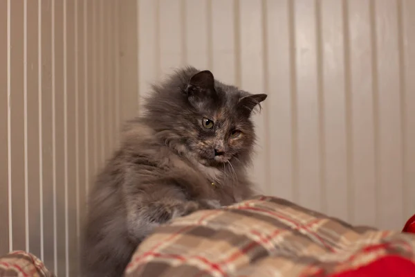 一只好奇的长发灰猫平静地在屋里玩耍 — 图库照片