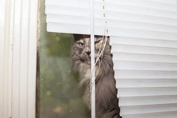 Chat Gris Poil Long Sournois Regardant Par Les Stores Fenêtre — Photo