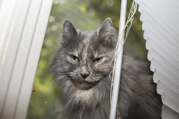 Слізний Довгошерстий Сірий Кіт Дивиться Віконних Жалюзі — стокове фото