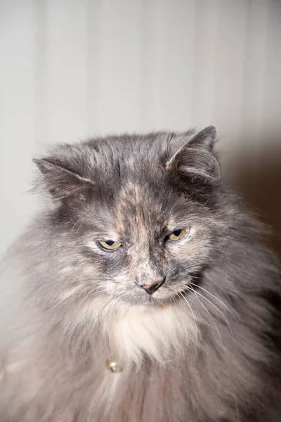 Μακριά Γκρίζα Γάτα Σκέφτεται Σκληρά Από Κάθισμά Της Εσωτερικό Χώρο — Φωτογραφία Αρχείου