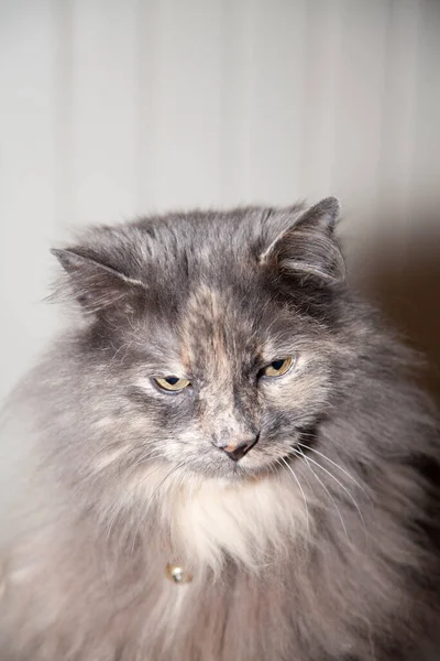 Gato Grisalho Cabelos Compridos Pensando Muito Seu Assento Dentro Casa — Fotografia de Stock