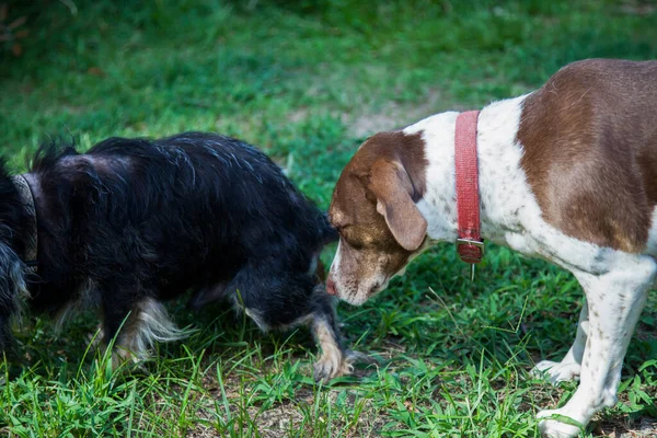 Large bird dog sniffing a small black dog