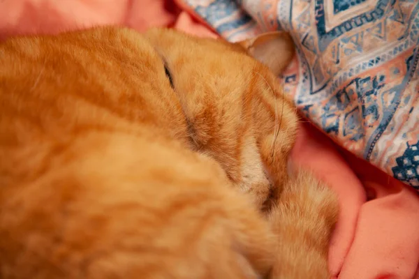 Gato Dourado Dormindo Pacificamente Uma Cama Com Cobertores Pêssego — Fotografia de Stock