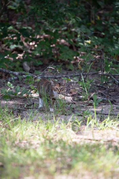 Gatinho Perdido Meowing Cautelosamente Borda Uma Floresta — Fotografia de Stock