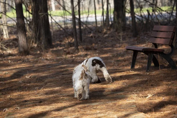 Paar Braune Und Weiße Spanielhunde Die Gemächlich Davonlaufen — Stockfoto
