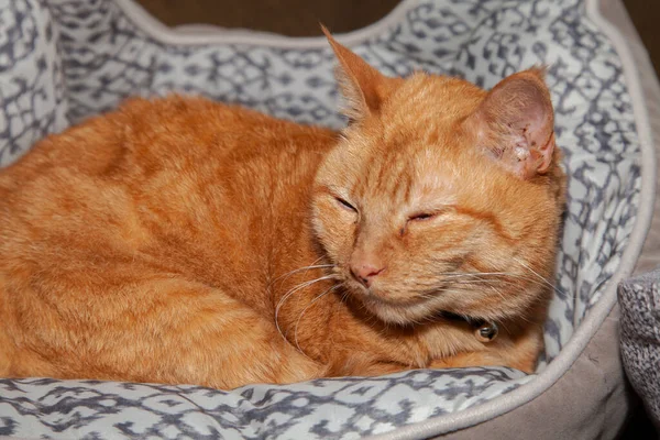 Κίτρινη Γάτα Που Αναπαύεται Ευτυχισμένη Ένα Κρεβάτι Κατοικίδιων Ζώων — Φωτογραφία Αρχείου