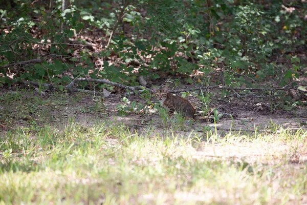 Triste Chaton Perdu Regardant Prudemment Dans Une Clairière — Photo