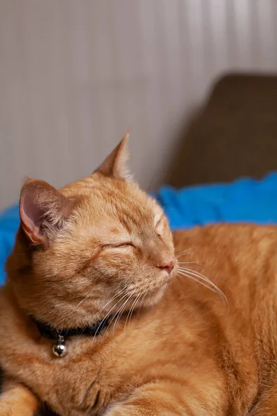 Gato Amarelo Jovem Que Descansa Calmamente Uma Cama — Fotografia de Stock