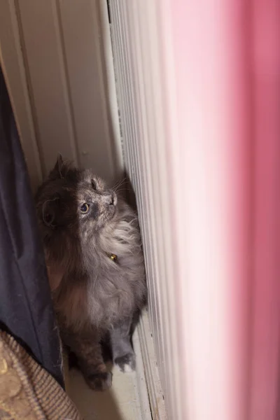 Sakin Uzun Saçlı Gri Kedi Bir Dolapta Saklanıyor — Stok fotoğraf