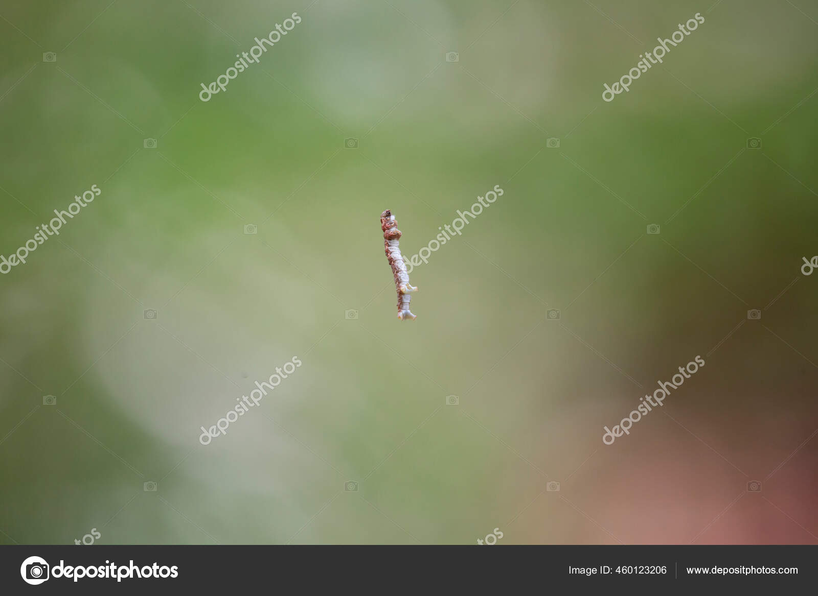 シャクトリムシ写真素材 ロイヤリティフリーシャクトリムシ画像 Depositphotos シャクトリムシ写真素材 ロイヤリティフリーシャクトリムシ画像 Depositphotos