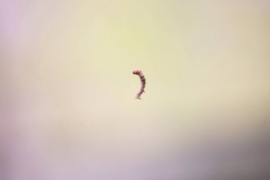 Havada sallanan yaralı hançer güvesi