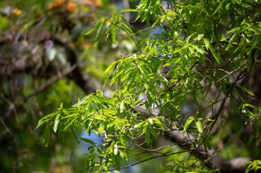 Ağaçta büyüyen parlak, oval yeşil yapraklar.