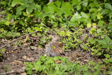 Toxostoma rufum soldaki yavru kahverengi thrasher kuşu