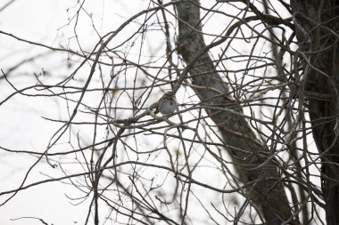 Şarkı serçesi (Melospiza melodisi) soğuk bir günde bir ağaç dalında