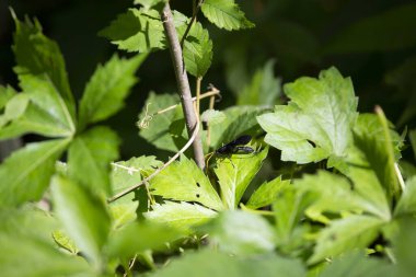 Yeşil bir plan üzerine eğilmiş kalkanlı kuşatma yaban arısı (Gnamptopelta obsidianator)