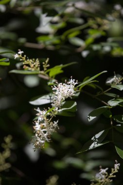 Küçük beyaz çiçekler yeşil bir bitkinin üzerinde çiçek açıyor.