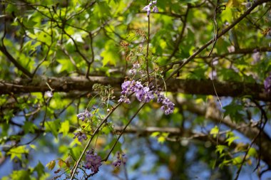 Sarmaşıklar kururken salkım çiçeği açar.