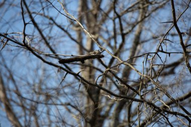 Dikenli sarmaşıklar birbirine dolanır ve büyür.