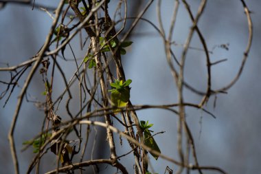 Çoğunlukla çıplak sarmaşıklardan büyüyen yeşil yapraklar mavi gökyüzüne karşı