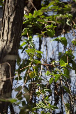 Ağaçtan sarkan sarmaşıklardan yeşil yapraklar filizleniyor