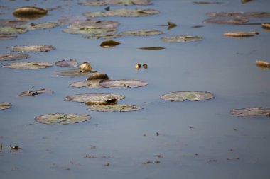 Lily pedleri bir gölün yüzeyine saçılmış.