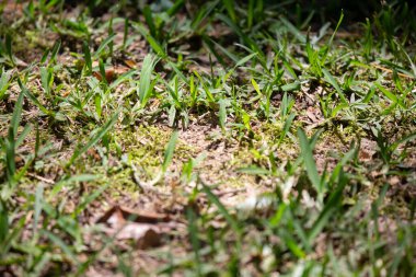 Daha yeni başlayan çıplak bir noktanın etrafında yeni kesilmiş çimenler.