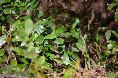 Yere yakın bir çalılıkta yetişen güzel yeşil yapraklar.